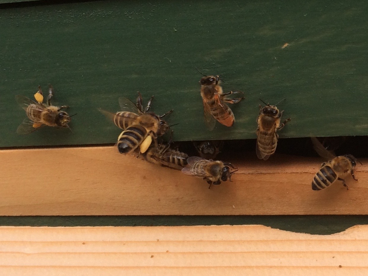 Bienen mit Pollen