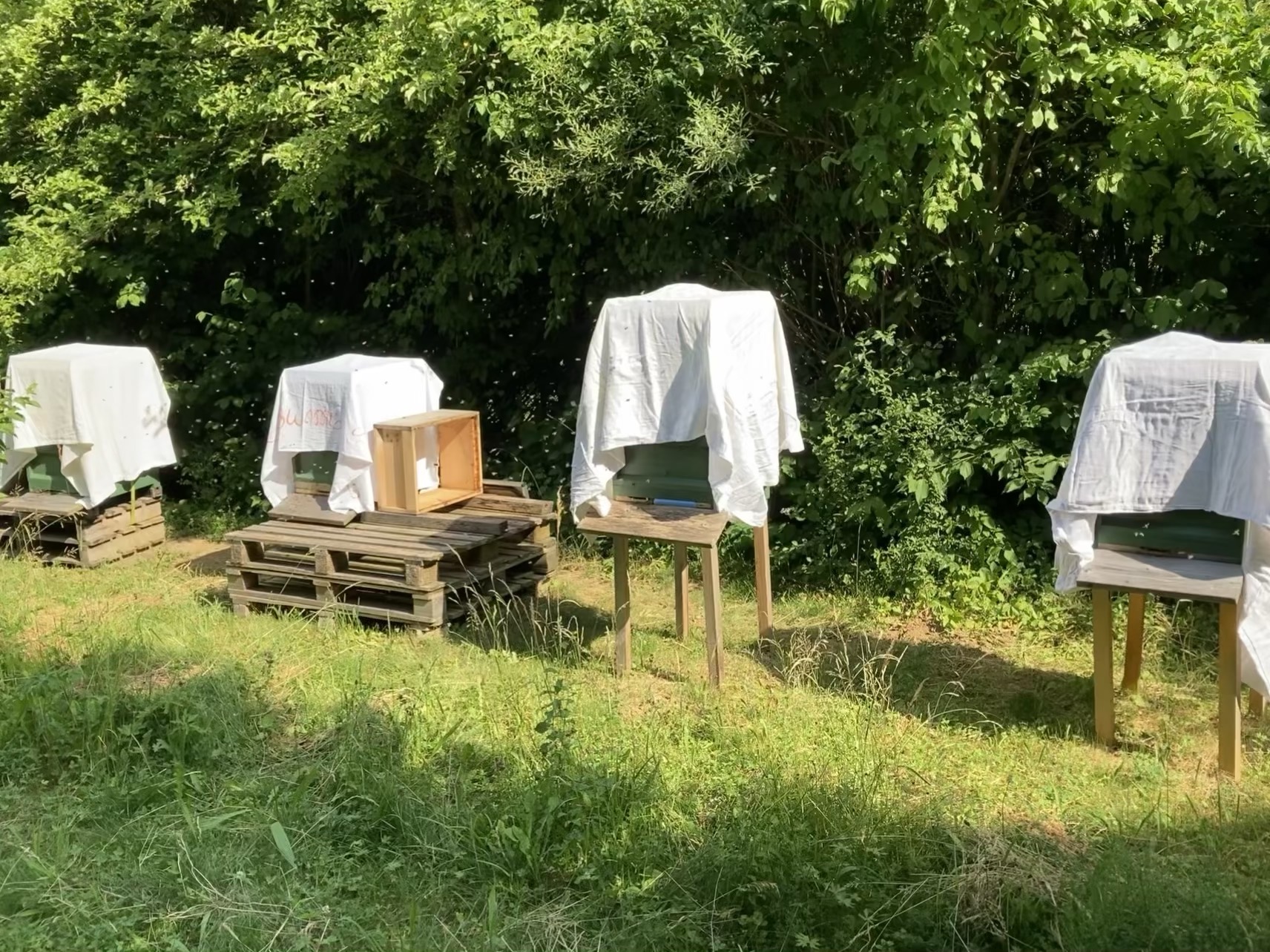 Bienenstand mit
      Sonnenschutz