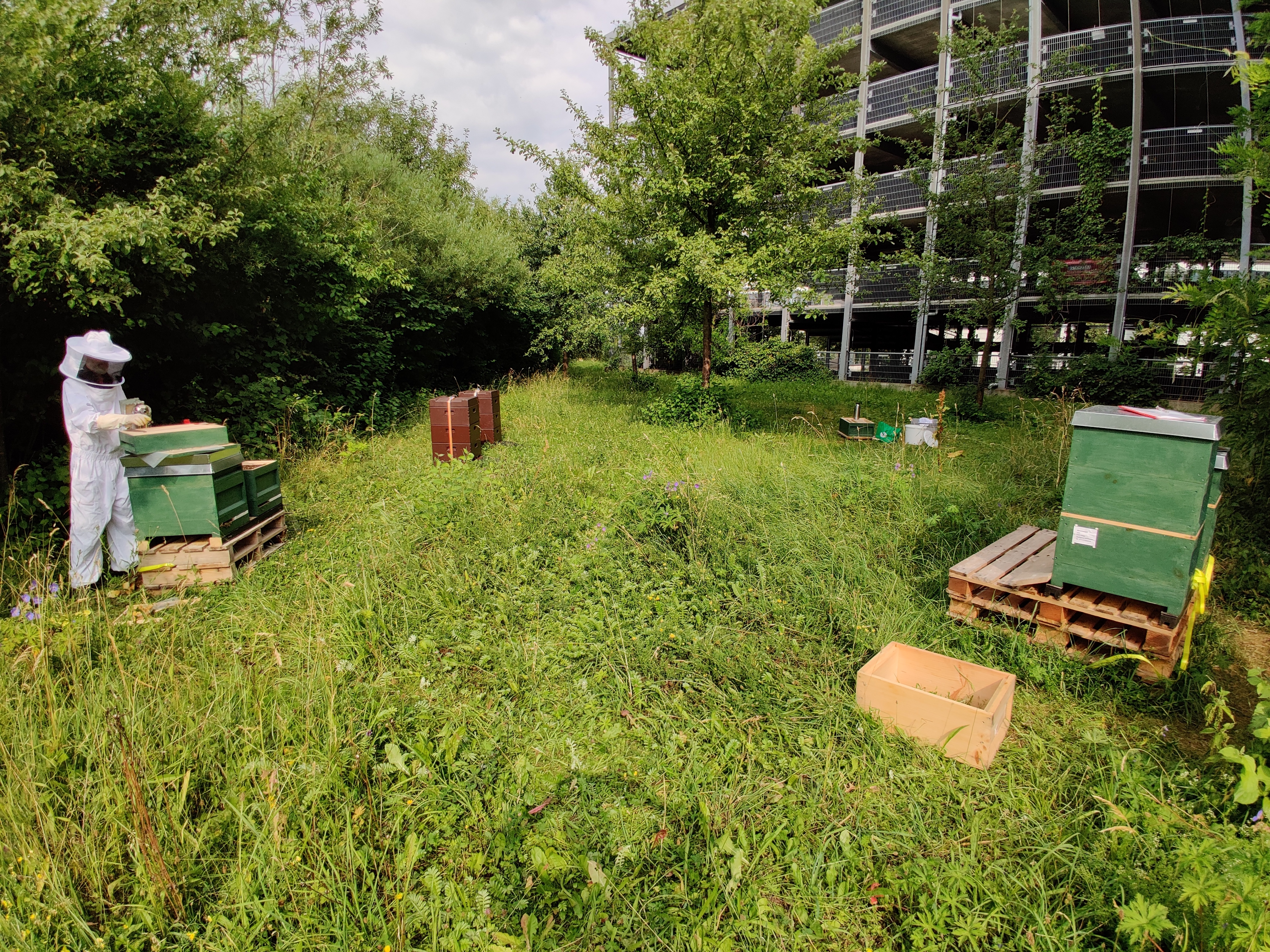 Gesamtansicht Bienenstand
      STEP