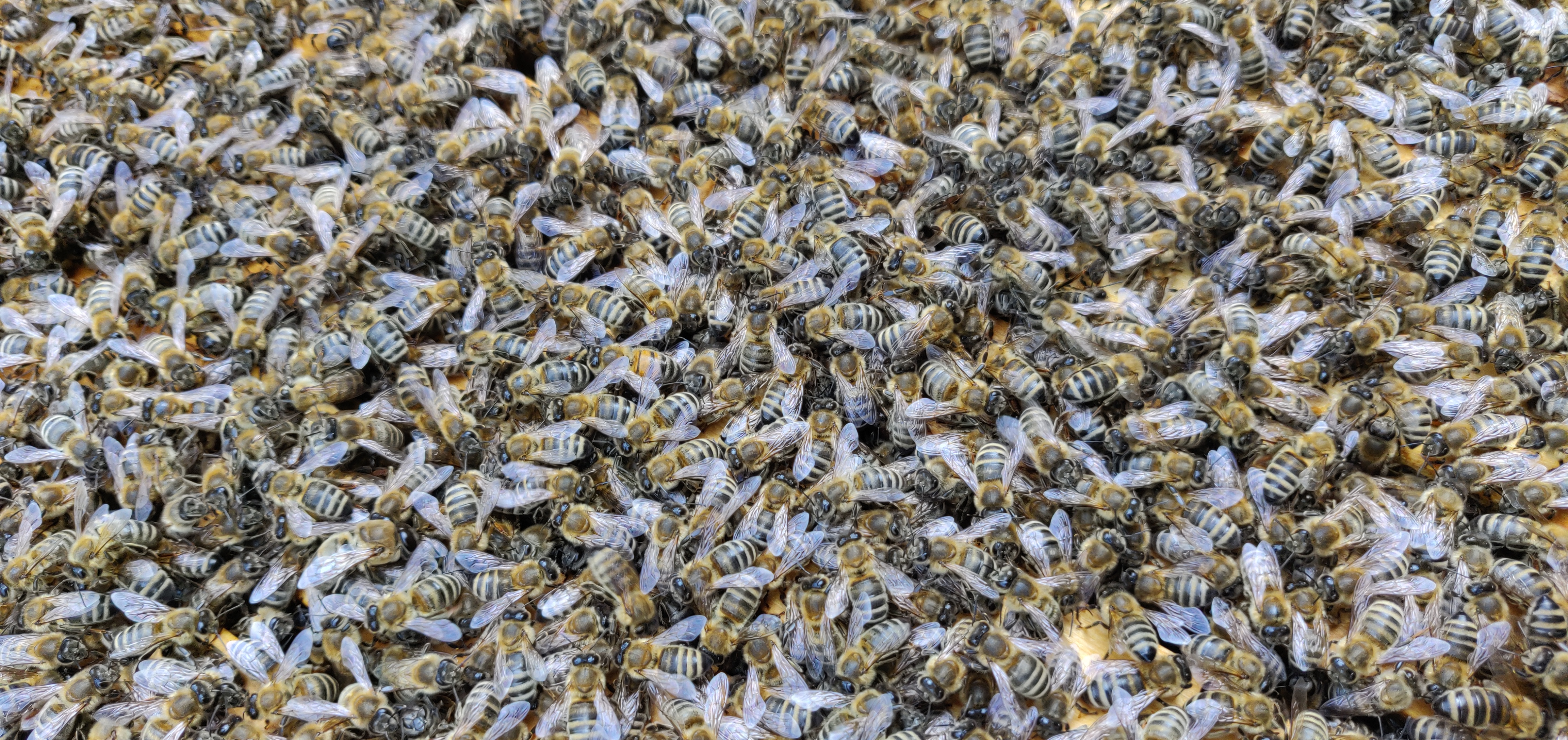 Tausende von fleißigen Bienen auf Wabe